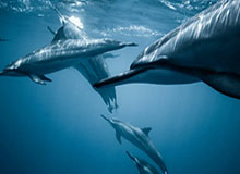 开云app-淘宝闪购与2026 F1中国大奖赛达成合作